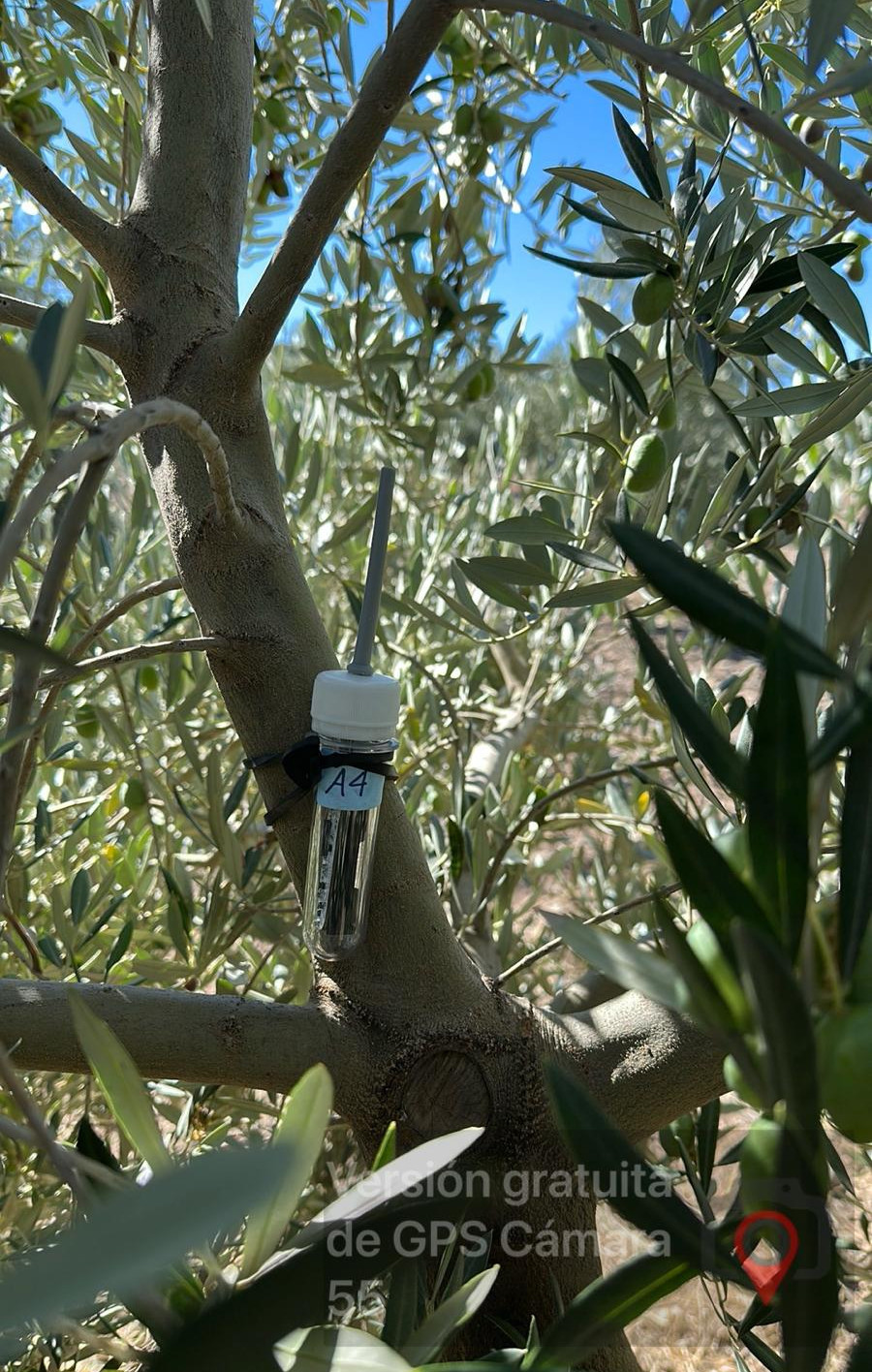 Sensor on olive tree trunk in grove
